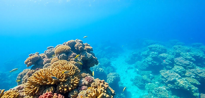 Red Sea reefs
